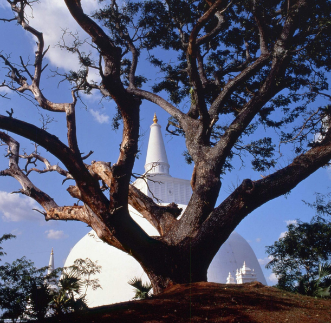 Walking through the first kingdom of Sri Lanka.  in sri lanka