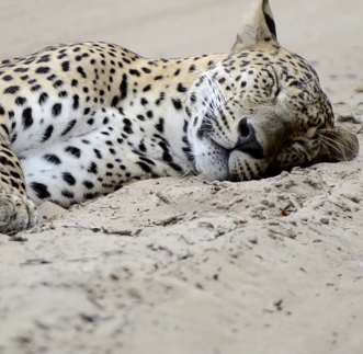 Safari at Wilapattu National Park   in sri lanka