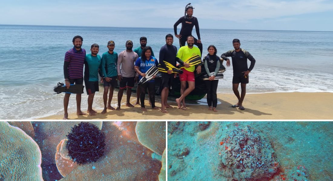 Coral restoration project