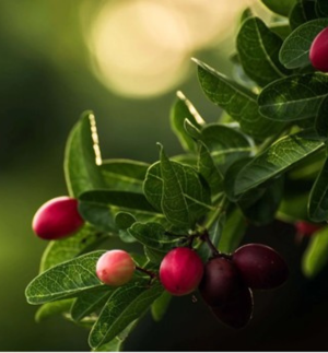 Brewing Heritage: Walkers Tours Promotes the Heritage Coffee Trail Experience by Hotel Tree of Life in sri lanka